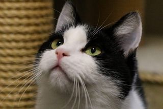 Zwierzęta ze schroniska na Paluchu