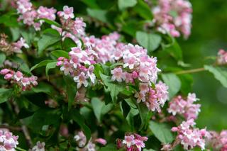 Krzewy kwitnące w czerwcu. Zdjęcia