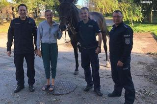 Policjanci wyciągnęli tonącego konia z Odry. Nie mógł się wydostać. Brawurowa akcja!