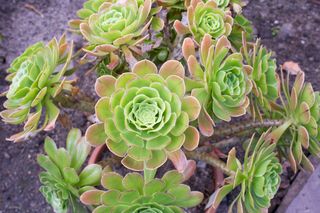 Eonium drzewiaste - Aeonium arboreum