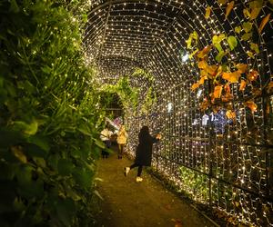 Ogród Botaniczny UW w blasku miliona świateł!