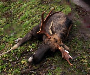 Rąbnęli w łosia, osierocili synka