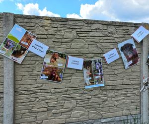 „Wszystkie psiaki nasze są” w schronisku w Henrykowie koło Leszna