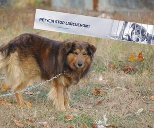 Trzymanie psów na łańcuchach. Petycja OTOZ Stop Łańcuchom