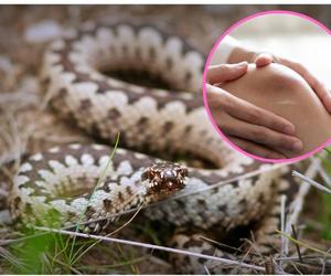 Wałbrzych. Żmija wpełzła do domu i ukąsiła dziecko. Maluch trafił na SOR