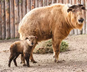 Wiosna w zoo – te zwierzęta zobaczysz na wybiegu!
