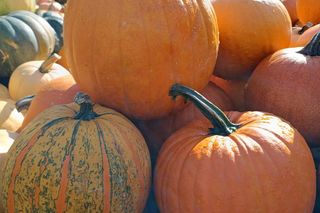 Dynie Łozina, Wrocławska 43