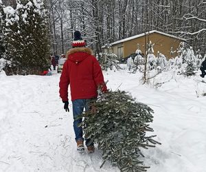 Gdzie kupić choinkę prosto z lasu w Wielkopolsce?