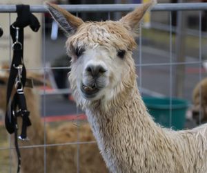 ZooPark ponownie przyciągnął do Targów Lublin tłumy miłośników zwierząt