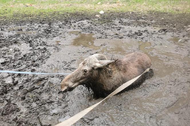 Łoś ugrzązł w bagnie. Pomogli myśliwi i strażacy. Akcja trwała dwie godziny! 