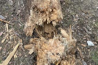 Niepokojące zdarzenie w Toruniu. Drzewo runęło na plac zabaw