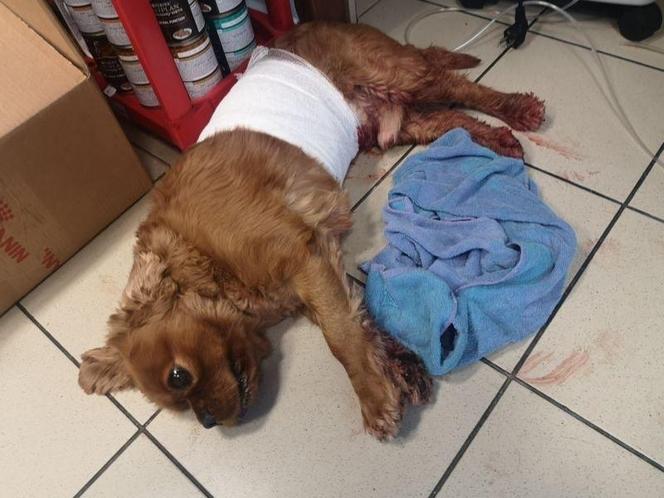 Agresywna akita zagryzła na śmierć cavaliera 