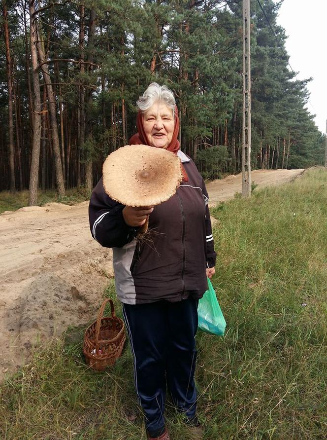 Grzybobranie 2017 w Bydgoszczy i okolicach [ZDJĘCIA CZYTELNIKÓW]