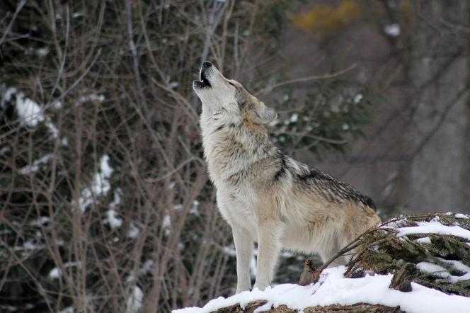 Bieszczady: Będą płoszyć wilki! Uważajcie!