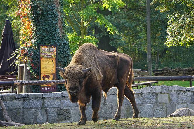 Weekendowe atrakcje we wrocławskim zoo: Dzień Wilka i charytatywny "Dziki Bieg"