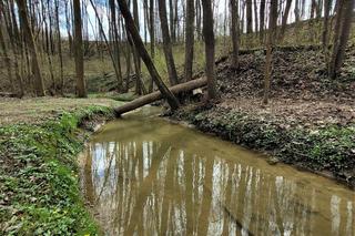 Polskie Blair Witch Project. Ten las lepiej omijać szerokim łukiem