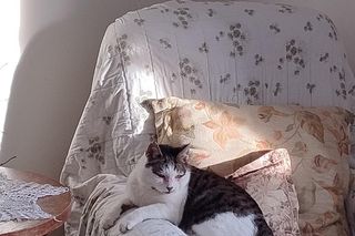 Kot Albert zaginął w wypadku na Kaszubach. Właścicielki wciąż szukają 