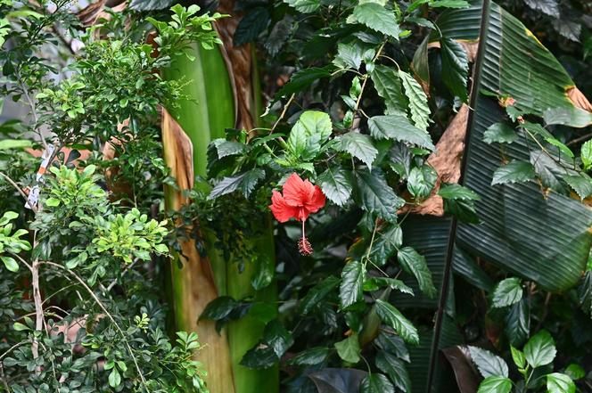 Ogród botaniczny wśród wieżowców