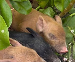 Agata Rubik, Piotr Rubik - wakacje na Bahamach