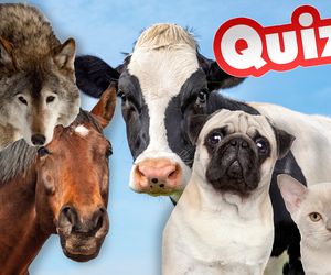 QUIZ o przysłowiach i zwierzętach. W roli głównej koty, krowy i osły. Uzbierasz 15/15?
