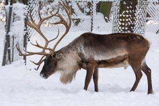 Renifery zimą
