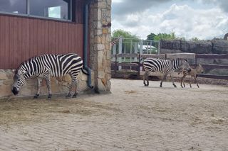 Mała zebra w zamojskim ZOO