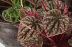 Peperomia