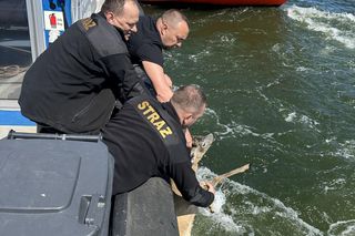 Młody jelonek wpadł do kanału portowego w Gdańsku. Uratowała go załoga Pioruna