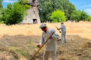 Muzeum Wsi Lubelskiej. Rżnęli żyto aż miło. Do Lublina przyjechali turyści z całego świata