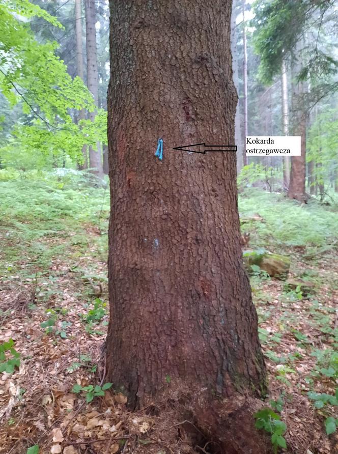 Nadleśniczy z Bieszczad: ekoterroryści powbijali gwoździe w drzewa. To śmiertelne zagrożenie