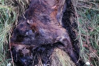 2500zł za zabójcę mojego psa