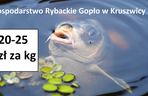 Ile zapłacimy za kilogram ryby z lokalnych gospodarstw rybackich? 