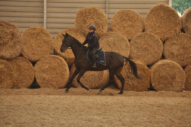 Policyjne konie zdały egzamin!