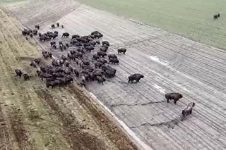 Rolnik spod Hajnówki 12 godzin dziennie przegania żubry ze swojego pola 