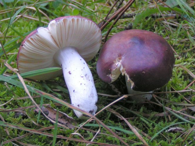 Grzyby w kujawsko-pomorskim