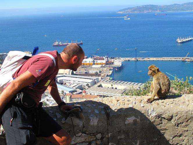 Makaki na Gibraltarze