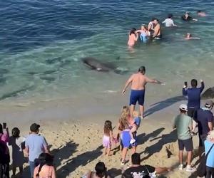 Lew morski rzucił się na tłum plażowiczów! Wideo przeraża