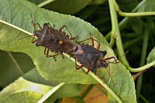 Wtyk Amerykański: śmierdzący owad atakuje nasze domy