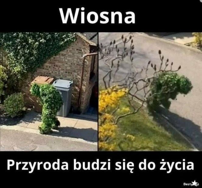 Wiosna 2025: Memy opanowały internet! Zobacz najzabawniejsze memy na powitanie wiosny [21.03.2025]