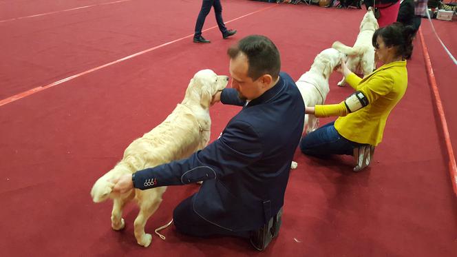 Międzynarodowa Wystawa Psów Rasowych w Bydgoszczy