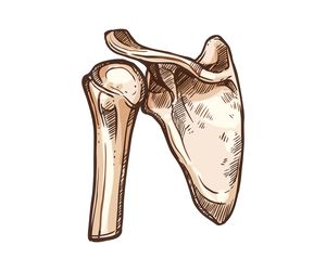 Łopatka człowieka – budowa, funkcje, ruchy i ból łopatki