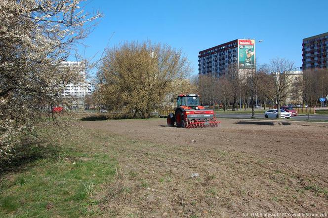 Nowe łąki kwietne w Białymstoku już powstają!