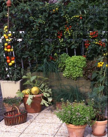 Ogródek warzywny na balkonie