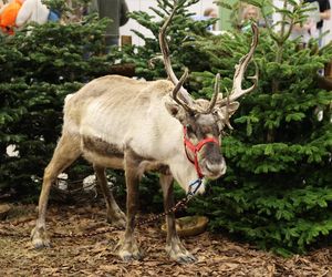 Będzie wielbłąd, renifer, jeż i wiele innych. Zoopark już w marcu