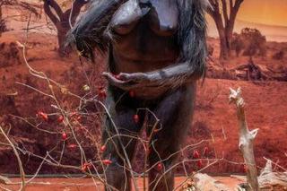 Każdy może zobaczyć słynną Lucy. W Krakowie wystawiono rekonstrukcję sprzed 3,2 mln lat