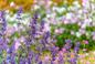 Odkryj najpiękniejsze byliny kwitnące latem! Top 5 kolorowych kwiatów miododajnych