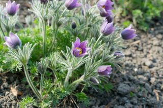 Sasanka zwyczajna - Pulsatilla vulgaris