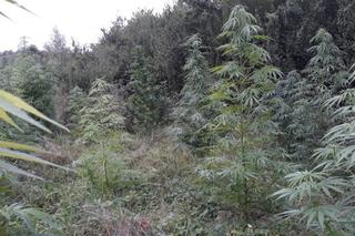 Dwumetrowe krzaki marihuany w lesie pod Przemyślem. Zlikwidowano plantację [AUDIO]