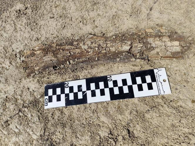 Fragment ciosu mamuta (stan zachowania w chwili odkrycia)