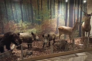 Muzeum Przyrody w Olsztynie. Poznajcie faunę oraz florę Warmii i Mazur